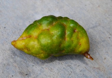 nam nam, katak puru, Cynometra cauliflora, rare fruits, heritage fruits, 