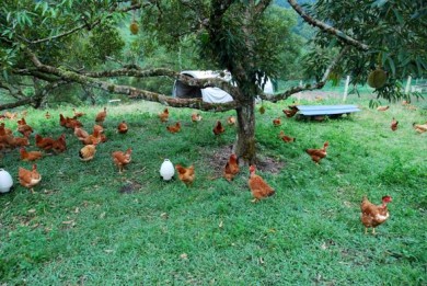 free range layers,organic eggs,grassfed eggs,used tires,used tire nests,uses for used tires