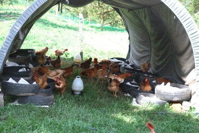 free range layers,organic eggs,grassfed eggs,used tires,used tire nests,uses for used tires