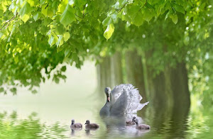 El lago de los cisnes