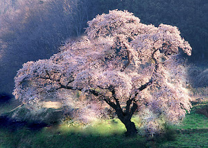 Árboles en flor