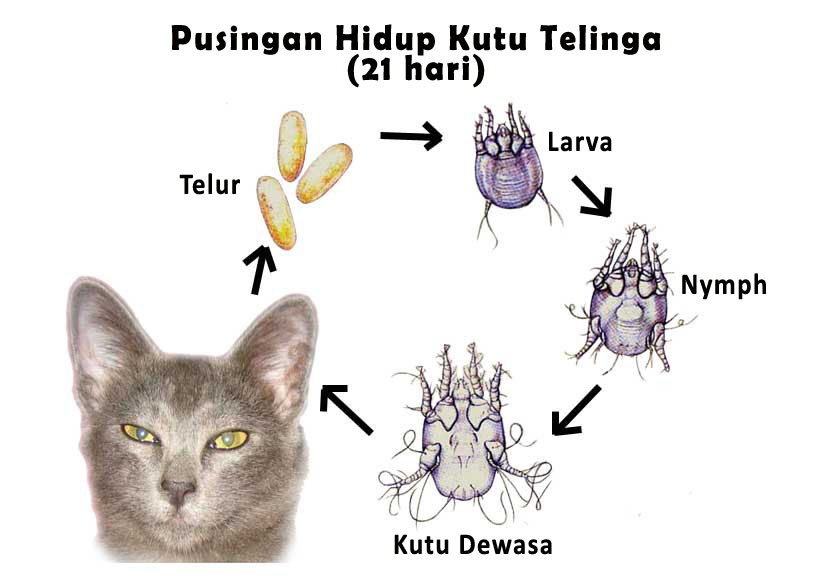 Kutu babi kucing