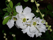 Exochorda x Macranta 'The bride' - Perlebusk