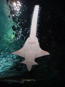 Smalltooth Sawfish