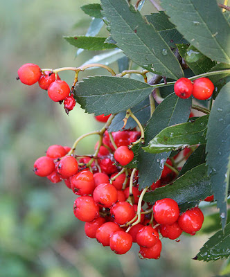 jarzębina