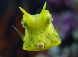 Longhorn Cowfish