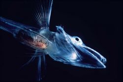 Ice Fish - Special Chemicals Stop The Cold Water From Freezing Their Bodies