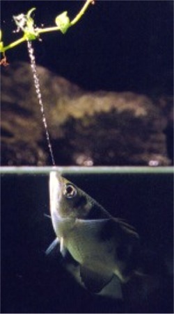 Archer Fish - Knocks insects out of the air by shooting water out of its mouth