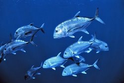 Giant Trevally