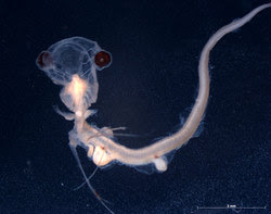 Jellynose Fish Baby - Adorable Isn't He?