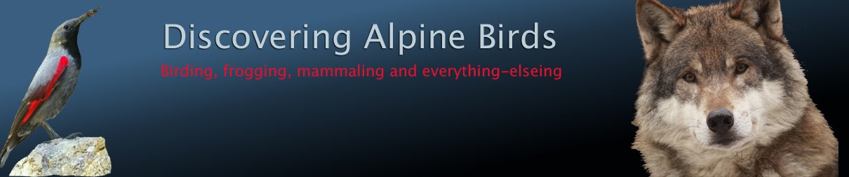 Discovering Alpine Birds