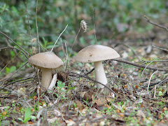 Cucumela. Pimpinella