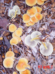 Hypholoma fasciculare