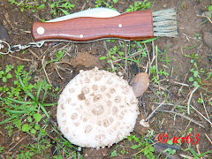 Amanita codinae