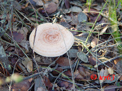 Lactarius chrysorrheus