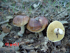 Suillus bellini