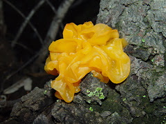 Tremella mesenterica