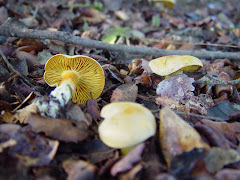 Tricholoma sulfureum