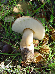 Gyroporus castaneus