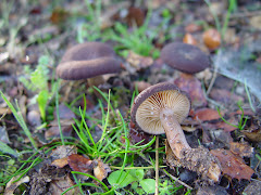 Lactarius hepaticus