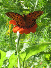 gulf fritillary on zinnia