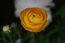 ranunculus