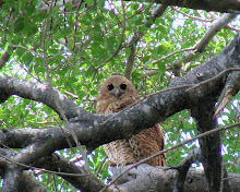 Pel's Fishing Owl, Botswana Dec 2006