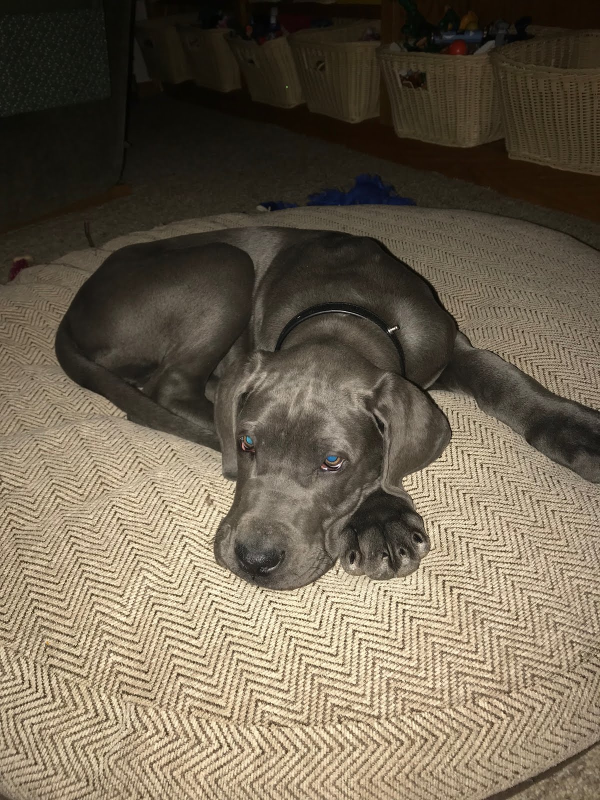 Our 2nd Great Dane-- Bogdana Blue (Bogie)