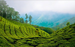 Campos de Té