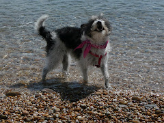 dogs of the world - Flo, Slapton