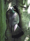 Stock Dove Columba oenas