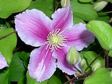 Clematis 'Piilu'