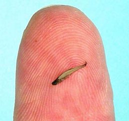 Paedocypris Progenetica (World's Smallest Fish)