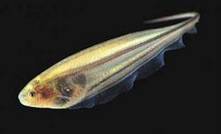 Glass Knifefish