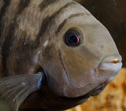 Convict Cichlid - Forever Behind Bars