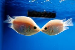 Kissing Gourami Fish