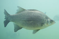 White Bass