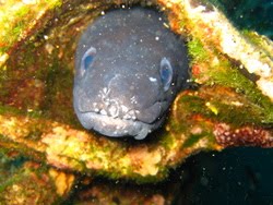 European Conger Eel