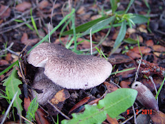 Tricholoma squarrulosum