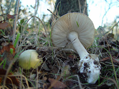 Amanita phalloides