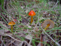 Hygrocybe conica