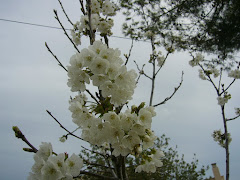 Mi cerezo en flor