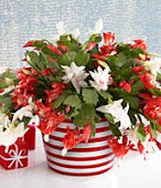 Christmas Cactus