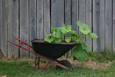 wheelbarrow with pumpkins