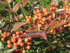 nandina berries