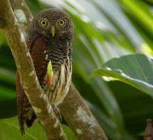 Chestnut-backed Owlet, Sri Lanka March 2009