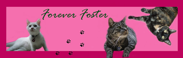 Forever Foster