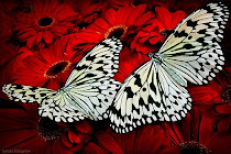 Beauty of Butterflies