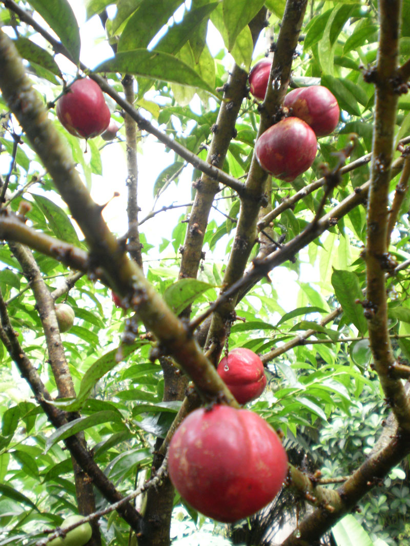 ~God's Crown~   Phaleria macrocarpa