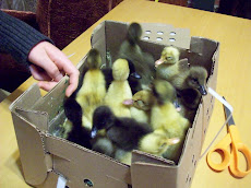 Baby Ducks 2011